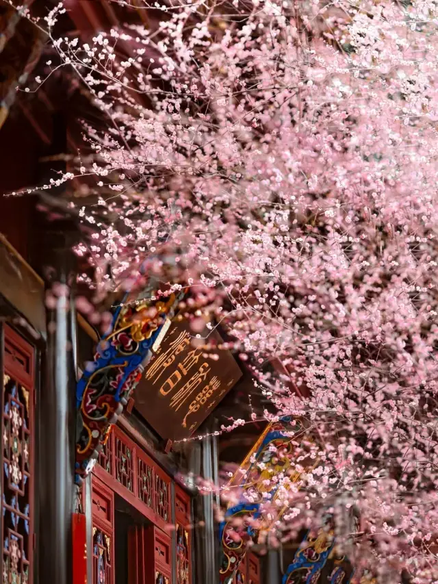 청양궁에서 매화가 만발하고 있으며, 녹색 기와와 붉은 벽은 말로 표현할 수 없는 아름다움입니다!