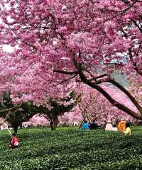 在福建！！！！不是大阪！！！||這週朋友圈被櫻花刷爆了！