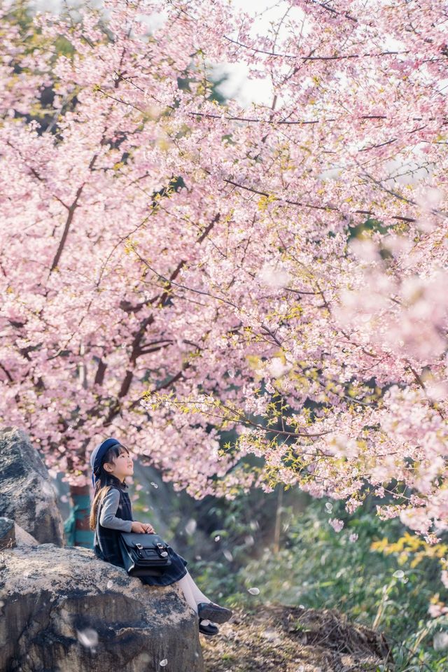 去啥日本啊！！溫州就有這麼美的櫻花啊！