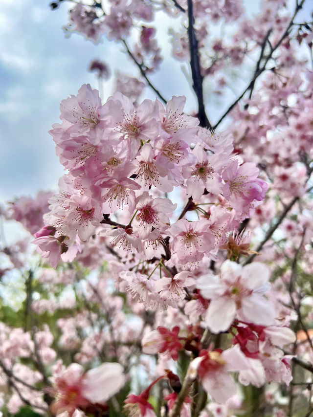 賞櫻要趁早，清遠這片櫻花海洋已盛開