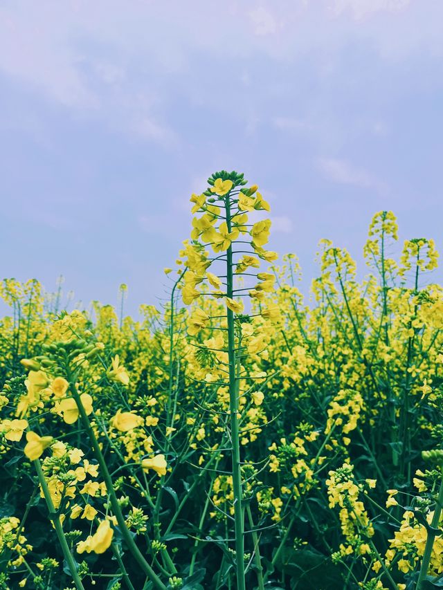 崇州重慶路油菜花黃了 | 成都春日賞花攻略