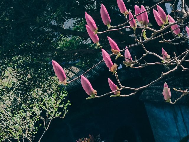 烏山風景區，賞花好去處