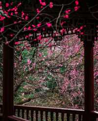 杭州的梅花太美了，一定要來看看