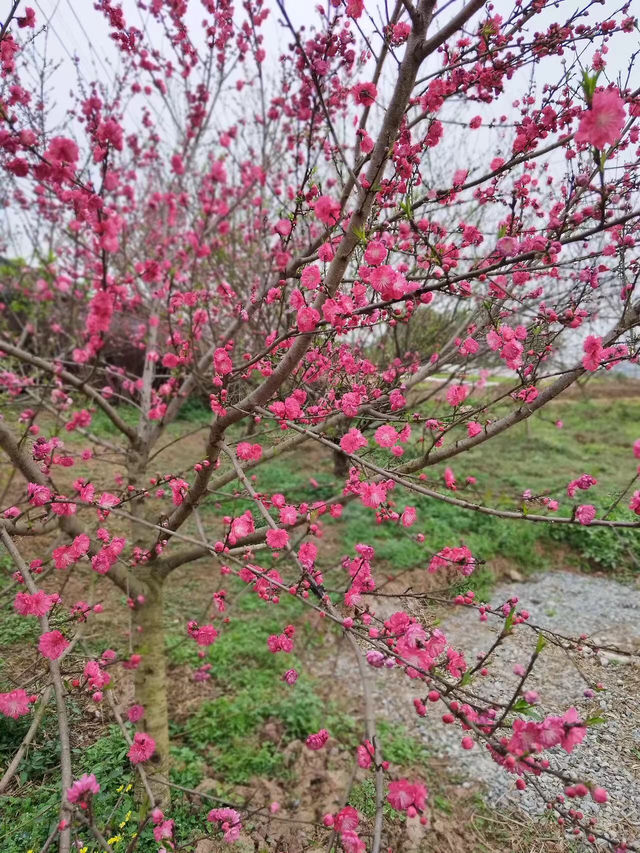 重慶賞花好去處，這個季節的桃花正當時！