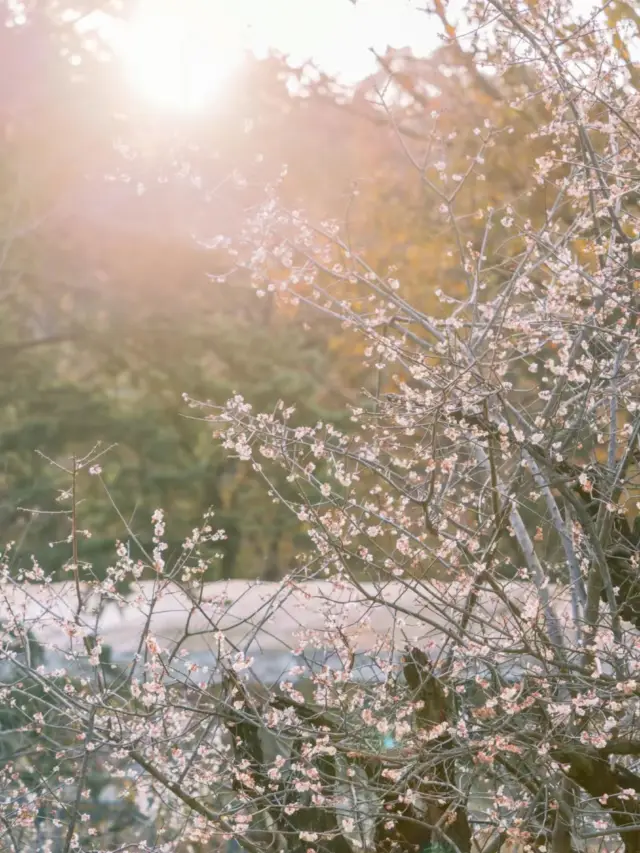 素晴らしい！昆明の黒竜潭の梅の花が咲きました