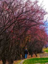 即將到來的3月，林芝桃花節真是太驚豔了……