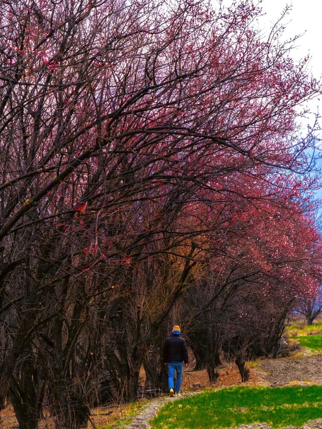 即將到來的3月，林芝桃花節真是太驚豔了……
