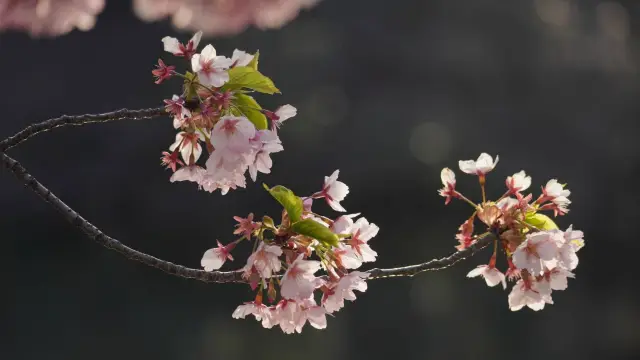 【연연벚꽃계절】신주쿠교엔: 카와즈벚꽃은 지고, 수젠지한벚꽃이 활짝 피었습니다