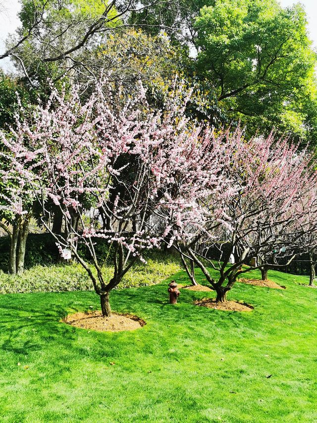 春日顶流的靜安雕塑公園櫻花季