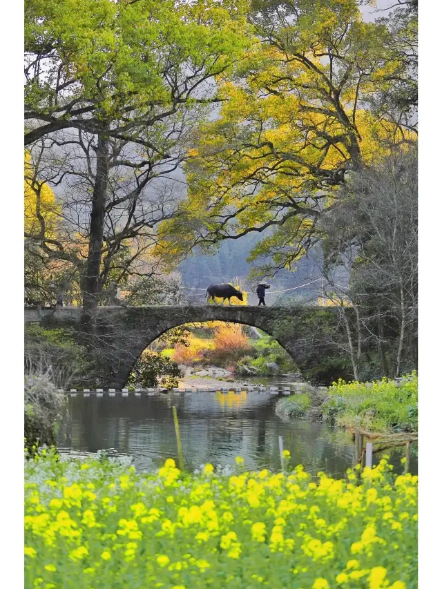 Rape Blossoms