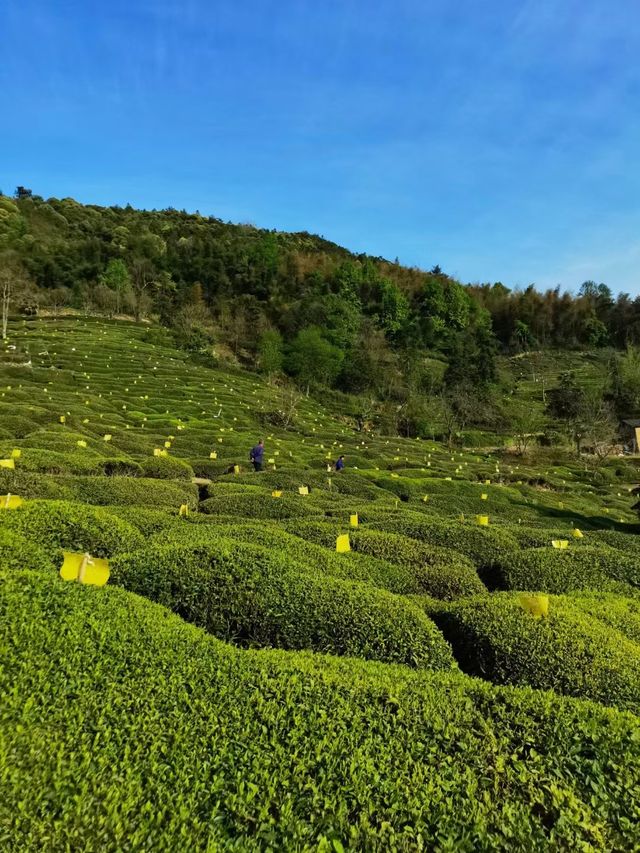 雲瀰漫茶山，安徽小眾景點休寧金龍山雲上茶園裡度假酒店