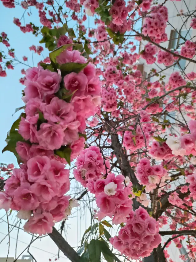 The best places to view cherry blossoms in Kunming