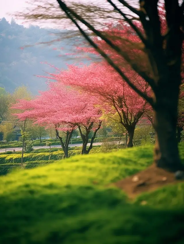 ฟูเจี้ยน | สวนชาดอกซากุระหยงฟู | ฤดูใบไม้ผลิที่สวยงามและโรแมนติกมากๆ