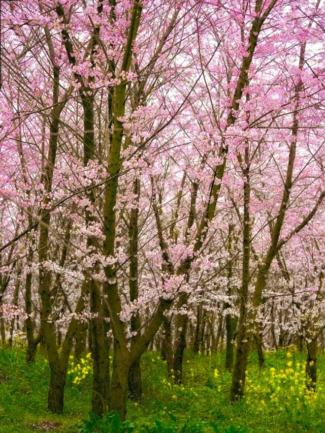 當貴州平壩的70萬株櫻花綻放，浪漫成海！