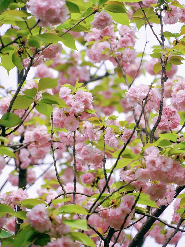 當櫻花遇上七里香，當櫻花遇上古風