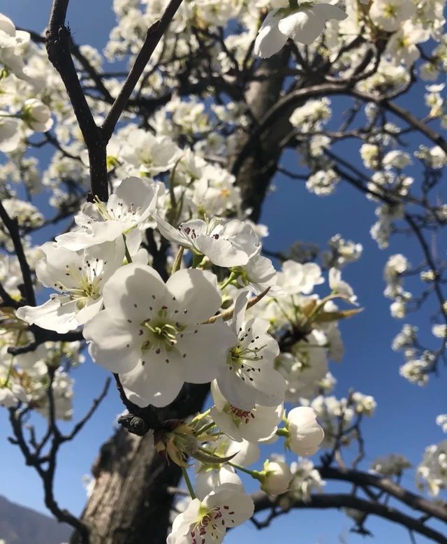 金川的梨花盛開，周末快衝川西！
