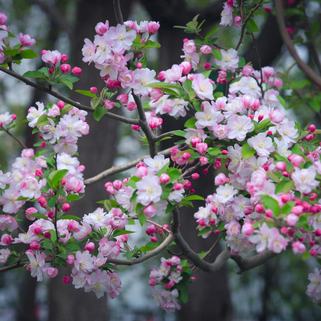 Blossoms at Jingshan Park 🌸🏞️ 