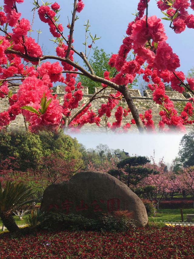 南京春日賞花地圖—城牆和秦淮河沿岸三園