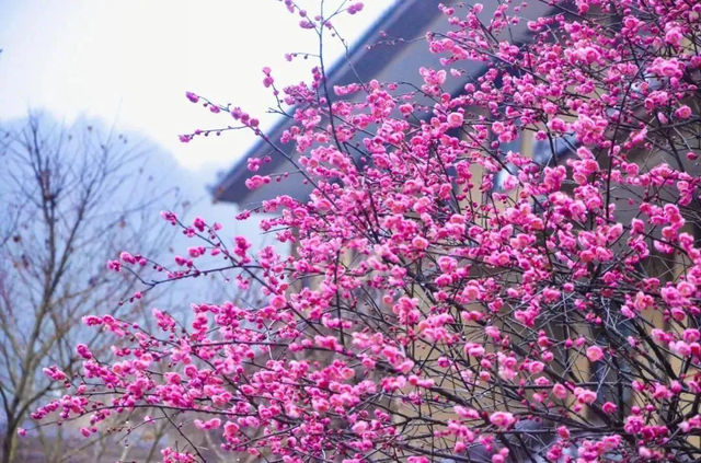 （收藏）開啟春天的浪漫，來一場踏春賞梅之旅~