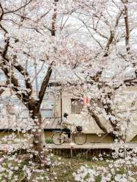 比起神鹿公園，我更愛奈良櫻花盛放的河堤