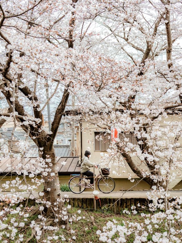比起神鹿公園，我更愛奈良櫻花盛放的河堤