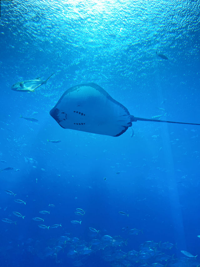 三亞｜「免費」亞特蘭蒂斯水族館世界🪼