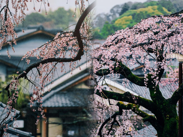 4:00起床拍到了日本京都櫻花氛圍感天花板