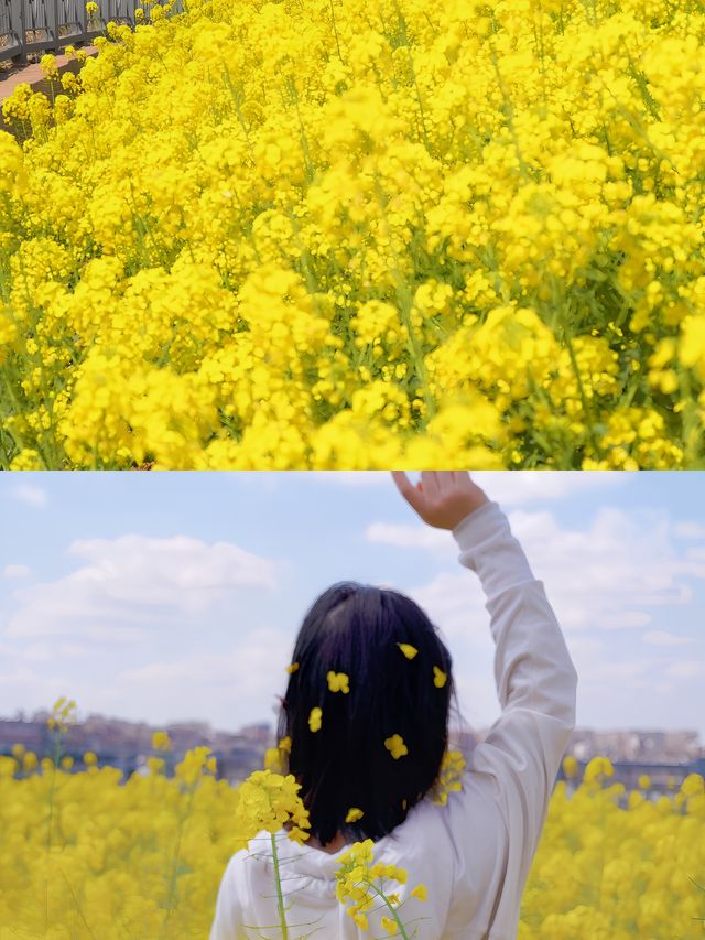 遛娃賞花寶藏地|||春來無事，