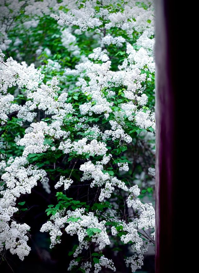 再訪北海畫舫齋丁香花開，古院春意關不|||