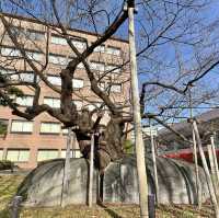 Ishiwari-zakura, Rock-Splitting Cherry Tree