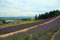 富良野的薰衣草田，賞花田美景，泡露天溫泉，品日本料理