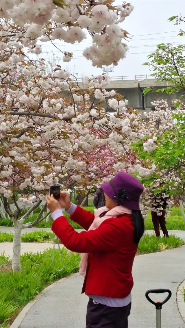 The late cherry blossoms are in full bloom in the cherry blossom garden