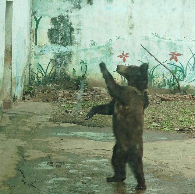 廣州動物園一日遊！🆓蓋章🕹️遊玩攻略