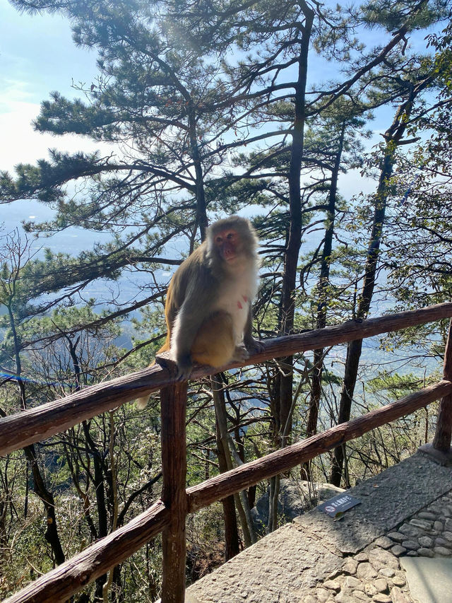 庐山旅遊|四天三夜去見了庐山煙雨