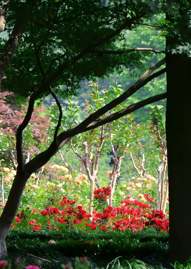 今日份杭州花圃實時播報