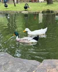 誰懂啊！蘇州公園天花板！來多少次都不會膩！