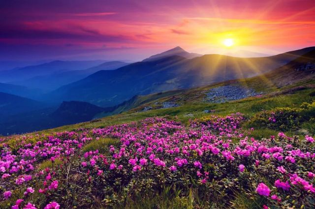 花開·俄麼塘。
