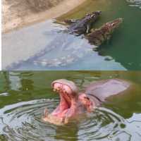 常德野生動物園！湖南人自己的“長隆”