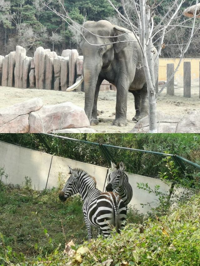 沈陽森林動物園