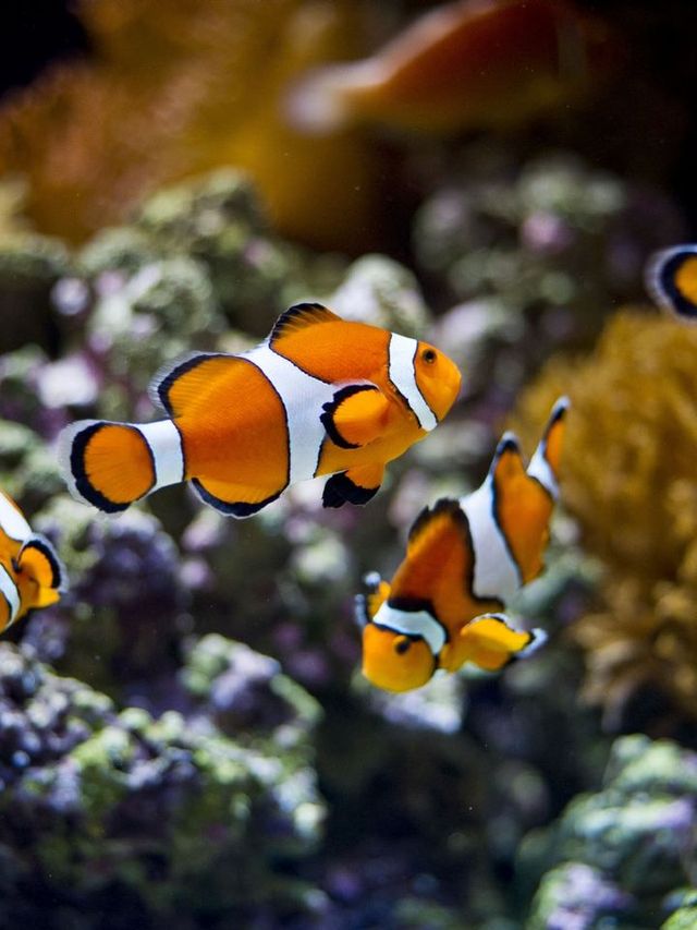 🌟 Lisbon's Top Family Gems: Oceanarium, Park & Zoo 🐠🌳🦁