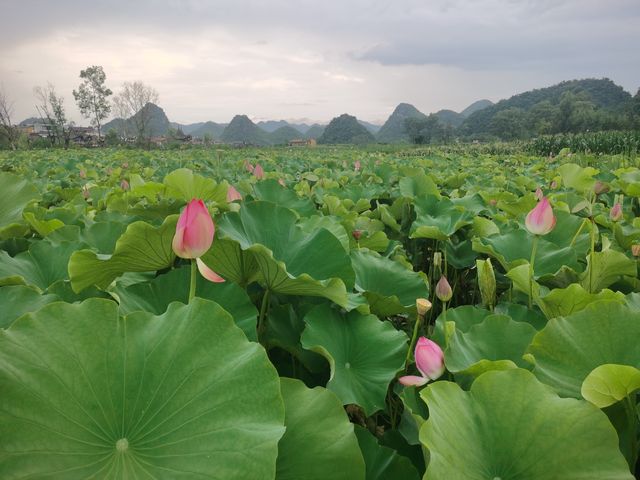 來青龍山拍日落，天鵝湖賞荷花