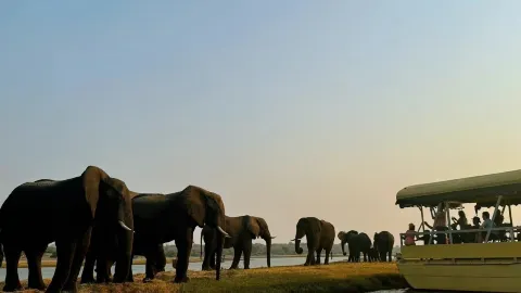 African safari ceiling, Chobe River cruise. — traveler post in Kasane