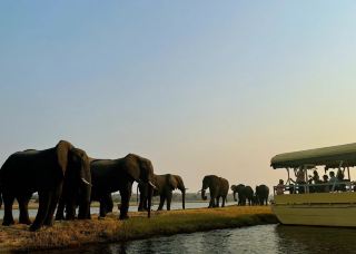 African safari ceiling, Chobe River cruise.