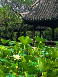 醉白池，上海人都不太熟悉的後花園。