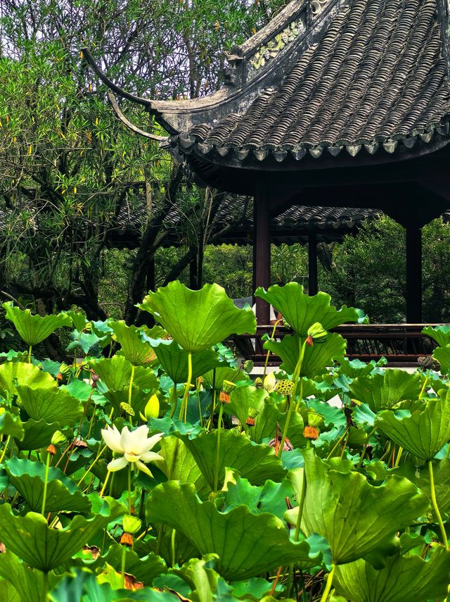 醉白池，上海人都不太熟悉的後花園。