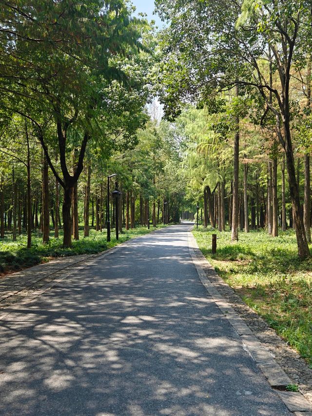 浙江杭州西溪國家濕地公園與大自然接觸收集初夏綠意。