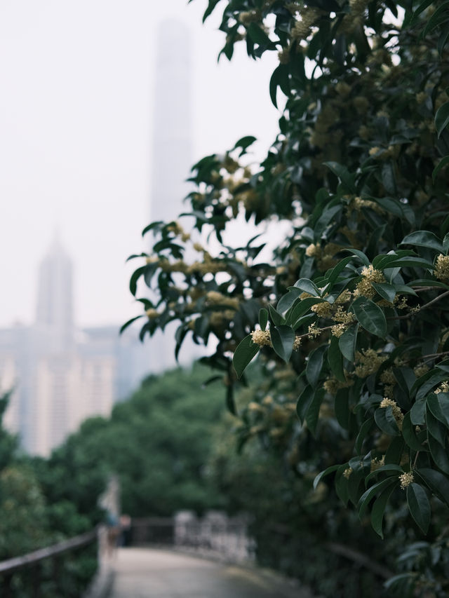 上海城市畫報｜桂花香裡撫貓，怎麼不算幸福呢～。