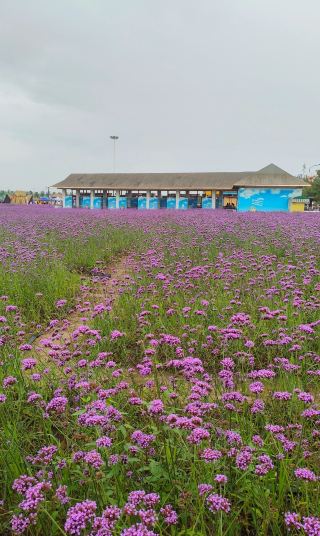 Meihekou Meixiaoye Starlight Flower Sea Zhibei Village.