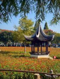 南京不老村｜說秋天不能有呢。