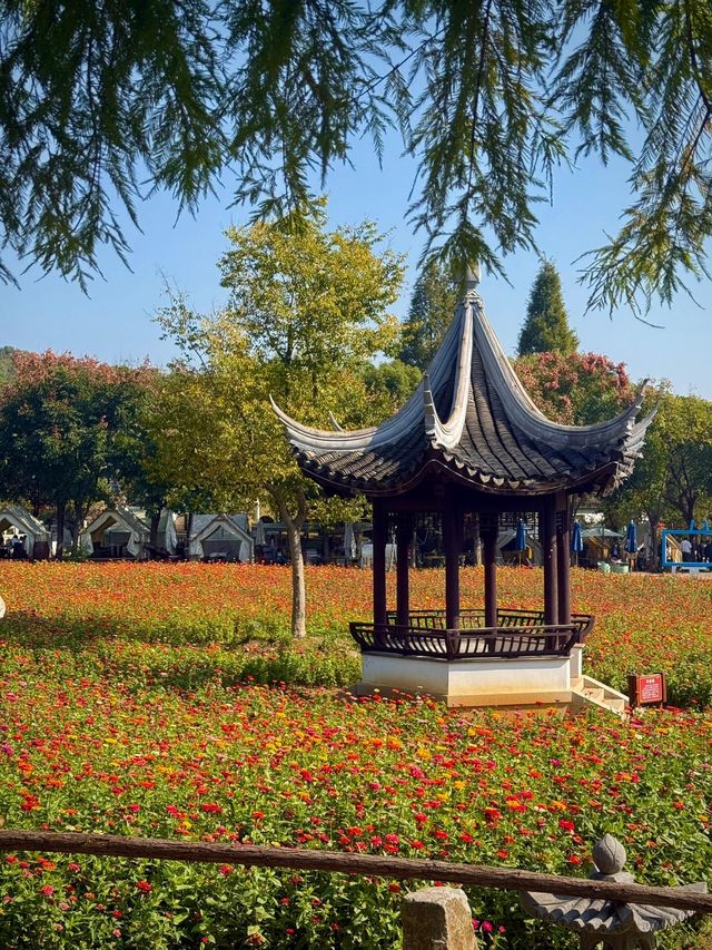 南京不老村｜說秋天不能有呢。